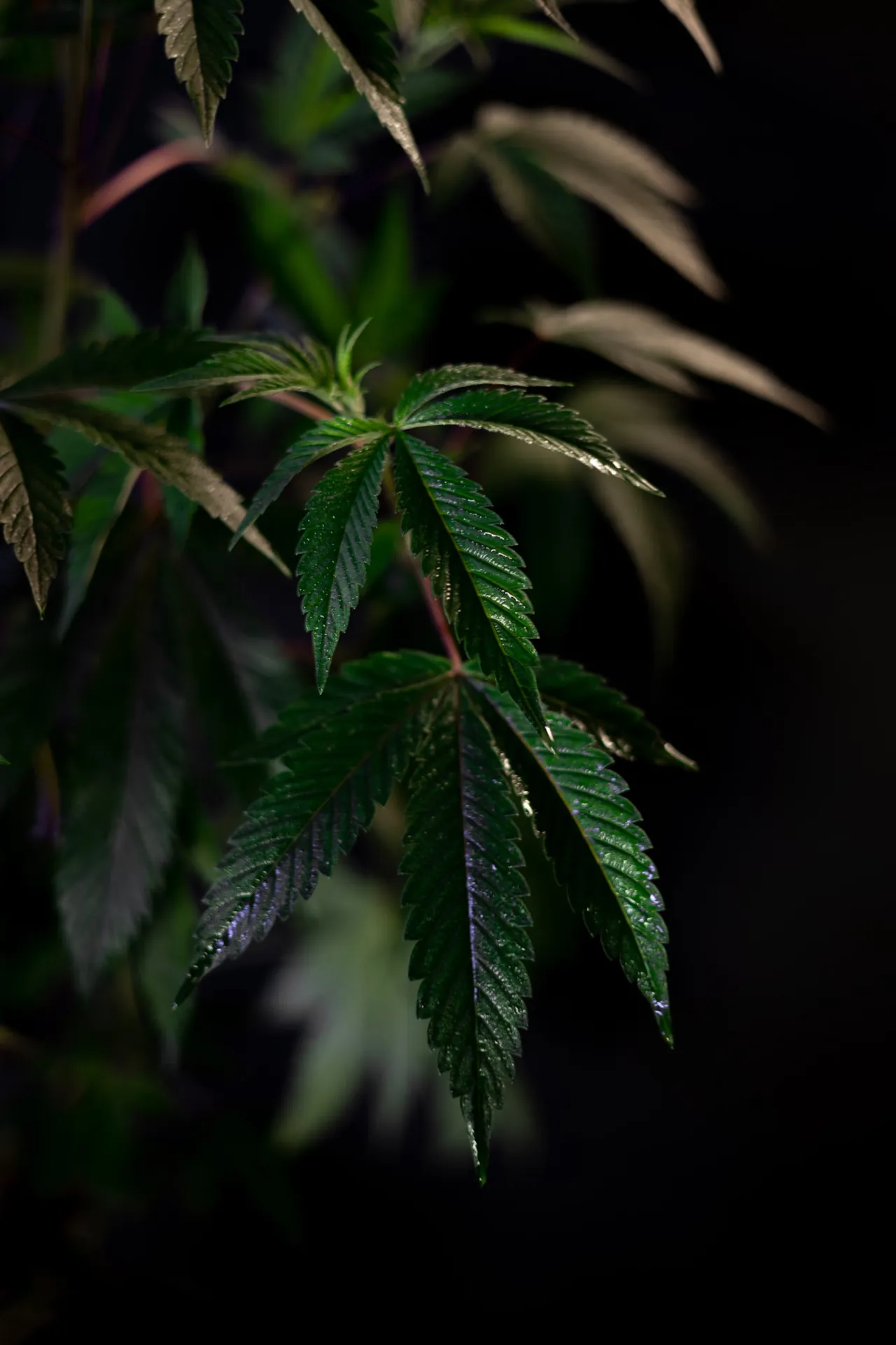 Bladeren van een hennepplant tegen een donkere achtergrond, het gewas waarvan Hemptex® hennepdoek wordt geweven